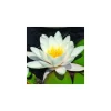 Nénuphar 'Albatros'
