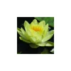Nénuphar 'Marliacea Chromatella'