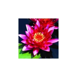 Nénuphar 'Pygmaea Rubra', variété naine