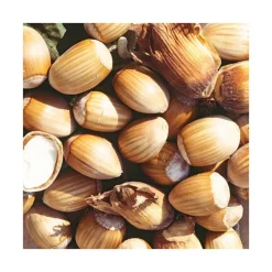 Noisetier Longue D'Espagne. Le pot de 12 litres