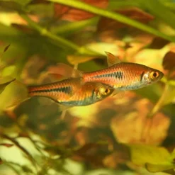 Nourriture en granulés - JBL ProNovo Danio Grano XS - 16g/20ml