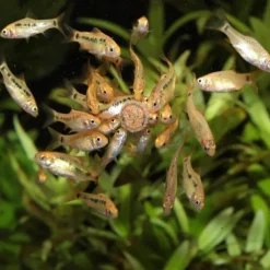 Nourriture en granulés pour poissons d'eau douce JBL ProNovo - 640g, contenance 1000ml