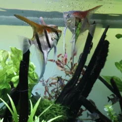 Nourriture granulée pour poissons, extra-small, JBL ProNovo Bel Grano XS - 18g/20ml