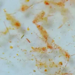 Nourriture océanique à base de plancton, FAUNA MARIN Ocean Plankton - 250ml