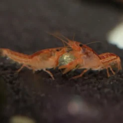 Nourriture pour crabe wafer - riche en protéines JBL ProNovo - 125g / 250ml