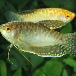 Nourriture pour gourami, granulés ProNovo, JBL - 115g, 250ml