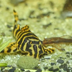 Nourriture pour poissons, galettes ProNovo pleco medium, JBL - 2,9 kg, 5,5 litres