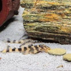 Nourriture pour poissons, wafers XL spécial Pleco - JBL ProNovo - 510g / 1000ml