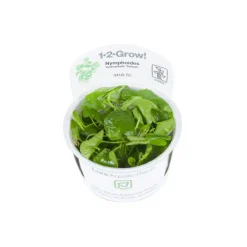 Nymphoides sp. Taiwan 1-2-GROW