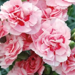 Oeillet Mignardise Rose A Oeil Pourpre - Le pot de 9 x 9 cm