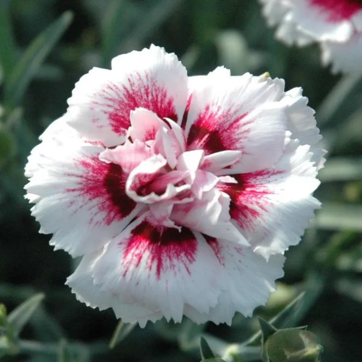 Oeillet Telnelken - Le pot de 10 cm