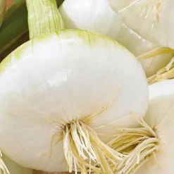 Oignon Blanc De Rebouillon Bio. La barquette de 12 plants