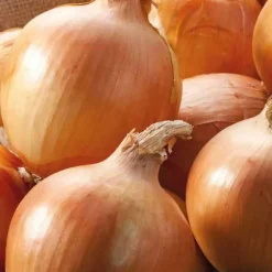 Oignon Jaune Cenol Bio. La barquette de 12 plants