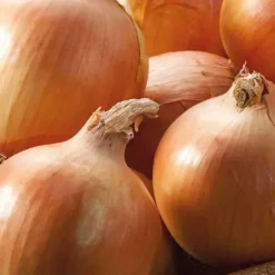 Oignon Jaune Yankee Bio. La barquette de 12 plants