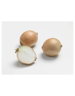 Oignon Sturon AB bio calibre 10/21 botanic® bulbes à planter - Le filet de 250 g