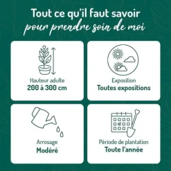 Olivier de Bohême argent. Le pot de 3 litres