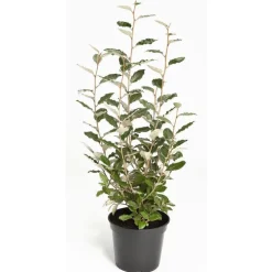 Olivier de Bohême (ELAEAGNUS EBBINGEI COMPACTA) Le pot de 5 litres
