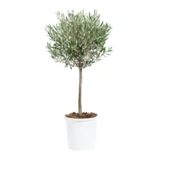 Olivier Tige en pot de 5 L