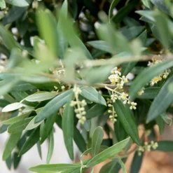 Olivier Tige en pot de 5 L