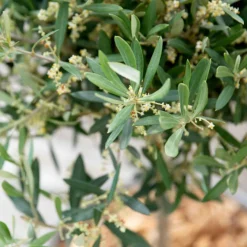 Olivier Tige en pot de 5 L