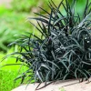 Ophiopogon Niger noir botanic®. Le pot de 1 litre