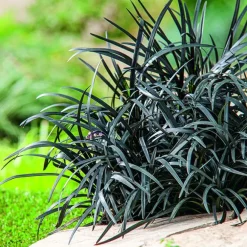 Ophiopogon Niger noir botanic®. Le pot de 1 litre