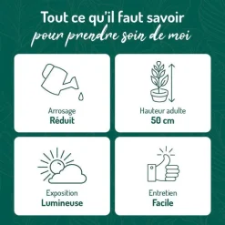 Opuntia mix en pot blanc émaillé Ø 20 cm