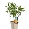 Oranger Amer Salicifolia Bio. Le pot de 3 litres