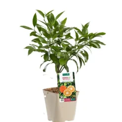 Oranger Amer Salicifolia Bio. Le pot de 3 litres