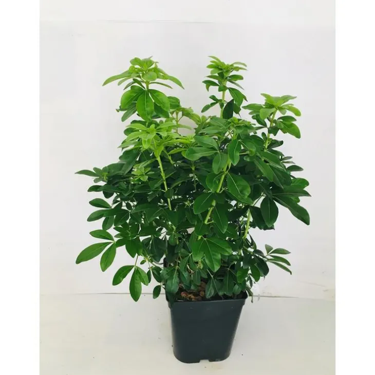 Oranger du Mexique en pot de 5 litres