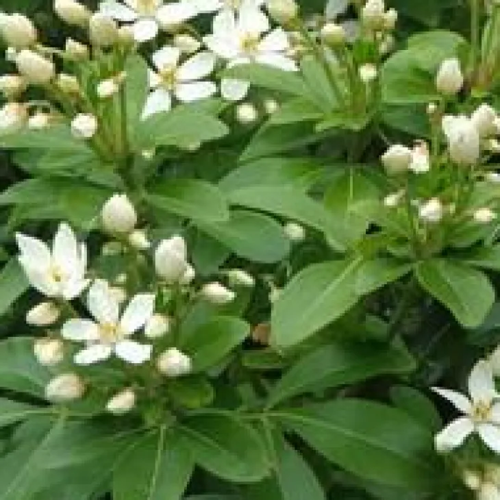 Oranger du Mexique en pot de 7 litres