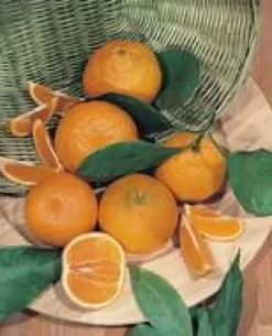 Oranger. Le pot de 7 litres