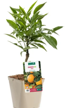 Oranger Navel Bio. Le pot de 3 litres