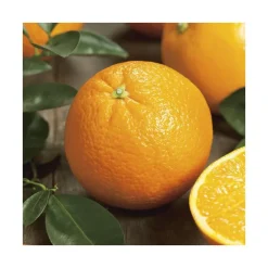 Oranger Navel Bio. Le pot de 3 litres