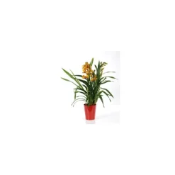 Orchidée Cymbidium avec cache-pot. Le pot de 14 cm