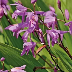 Orchidée d’eau godet 9x9 cm