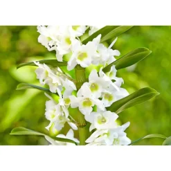 Orchidée Dendrobium