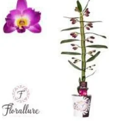 Orchidée Dendrobium