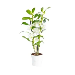 Orchidée Dendrobium Nobile 2 branches pot Ø12xH50 cm