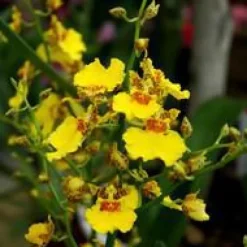 Orchidée Oncidium 1 branche ramifiée pot Ø12xH55 cm