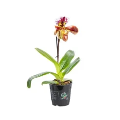 Orchidée Paphiopedilum americain