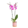 Orchidée Phalaenopsis 2 branches avec cache-pot Ø 9 cm