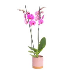 Orchidée Phalaenopsis 2 branches avec cache-pot Ø 9 cm