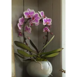 Orchidée Phalaenopsis 2 branches arceau. Pot 12 cm
