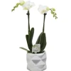 Orchidée Phalaenopsis 2 branches botanic® avec son cache-pot