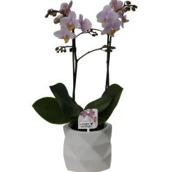 Orchidée Phalaenopsis 2 branches botanic® avec son cache-pot
