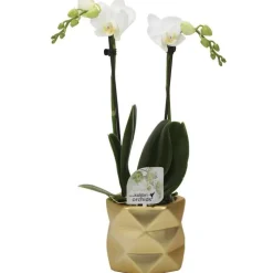 Orchidée Phalaenopsis 2 branches botanic® avec son cache-pot