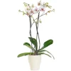 Orchidée Phalaenopsis + cache pot. Pot 15 cm
