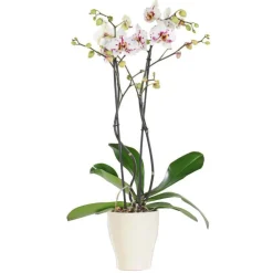 Orchidée Phalaenopsis + cache pot. Pot 15 cm