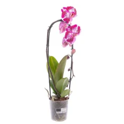 Orchidée Phalaenopsis Cascade Mix pot Ø12 cm/ H65 cm